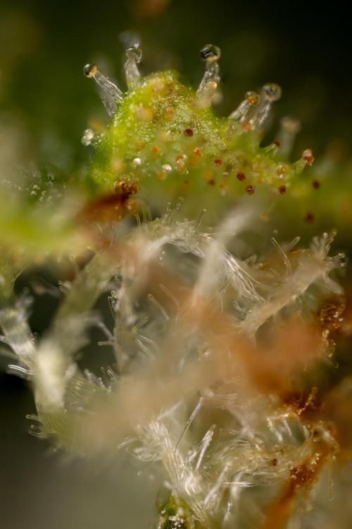 Blueberry Crumble 🔵 Auto - Z x B&B. Week 9 - Blueberry Crumbe #1 - Micro Worlds 10x