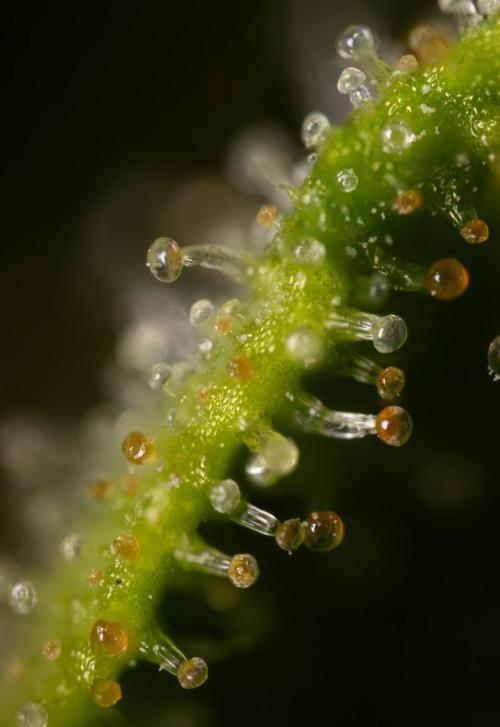 Blueberry Crumble 🔵 Auto - Z x B&B. Week 9 - Blueberry Crumbe #1 - Micro Worlds 10x