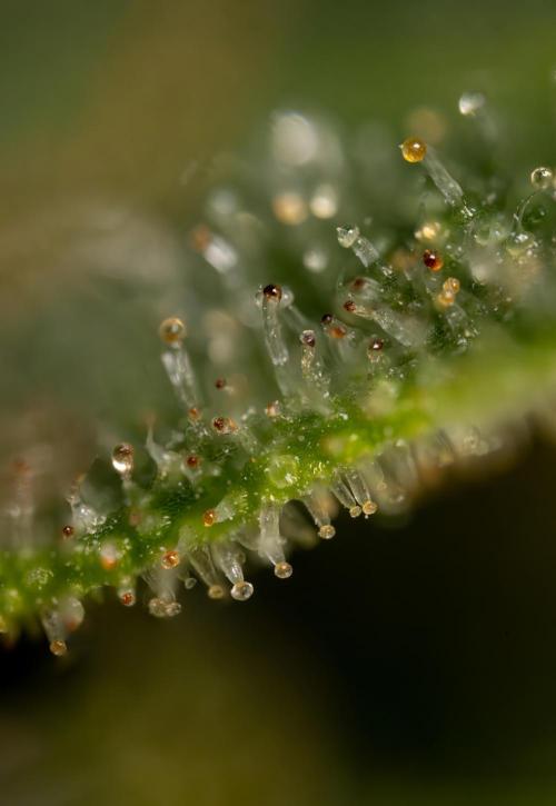 Blueberry Crumble 🔵 Auto - Z x B&B. Week 9 - Blueberry Crumbe #1 - Micro Worlds 10x