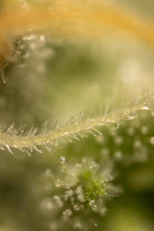 Blueberry Crumble 🔵 Auto - Z x B&B. Week 9 - Blueberry Crumbe #1 - Micro Worlds 10x