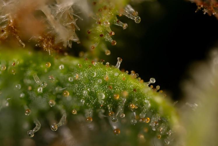 Blueberry Crumble 🔵 Auto - Z x B&B. Week 9 - Blueberry Crumbe #1 - Micro Worlds 10x