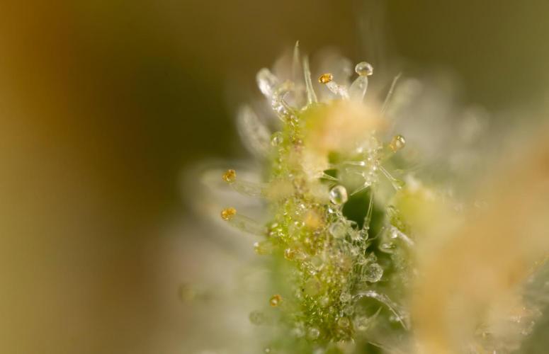Blueberry Crumble 🔵 Auto - Z x B&B. Week 9 - Blueberry Crumbe #1 - Micro Worlds 10x