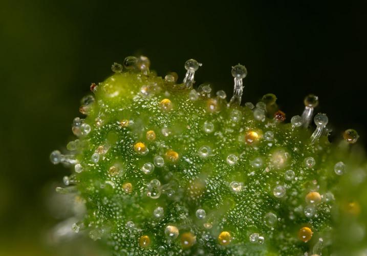Blueberry Crumble 🔵 Auto - Z x B&B. Week 9 - Blueberry Crumbe #1 - Micro Worlds 10x