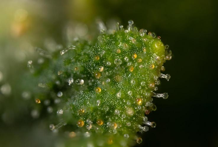 Blueberry Crumble 🔵 Auto - Z x B&B. Week 9 - Blueberry Crumbe #1 - Micro Worlds 10x