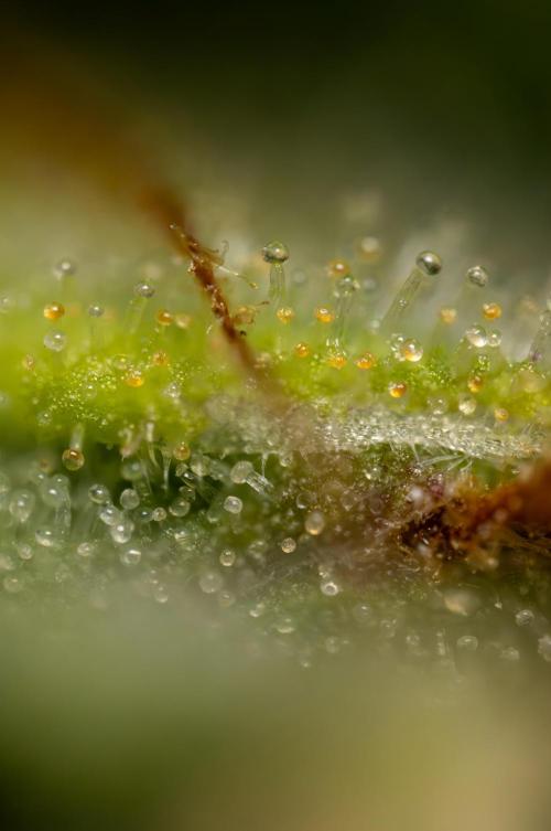 Blueberry Crumble 🔵 Auto - Z x B&B. Week 9 - Blueberry Crumbe #1 - Micro Worlds 10x