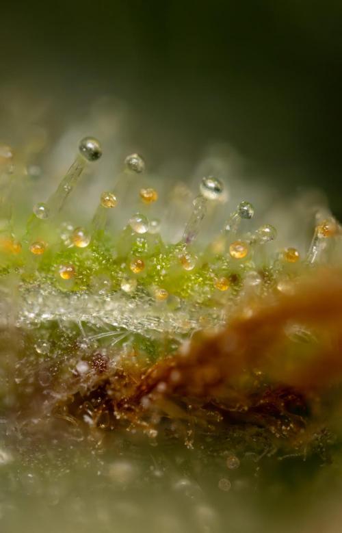 Blueberry Crumble 🔵 Auto - Z x B&B. Week 9 - Blueberry Crumbe #1 - Micro Worlds 10x