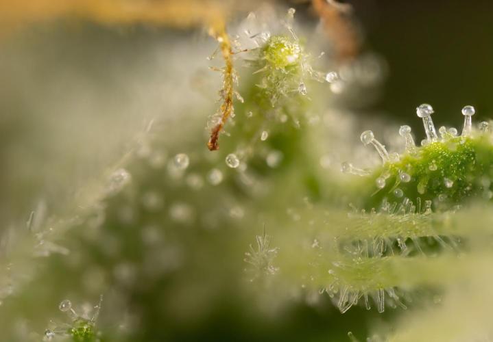 Blueberry Crumble 🔵 Auto - Z x B&B. Week 9 - Blueberry Crumbe #1 - Micro Worlds 10x