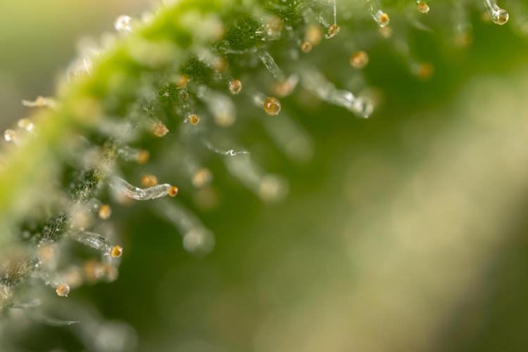 Blueberry Crumble 🔵 Auto - Z x B&B. Week 9 - Blueberry Crumbe #1 - Micro Worlds 10x