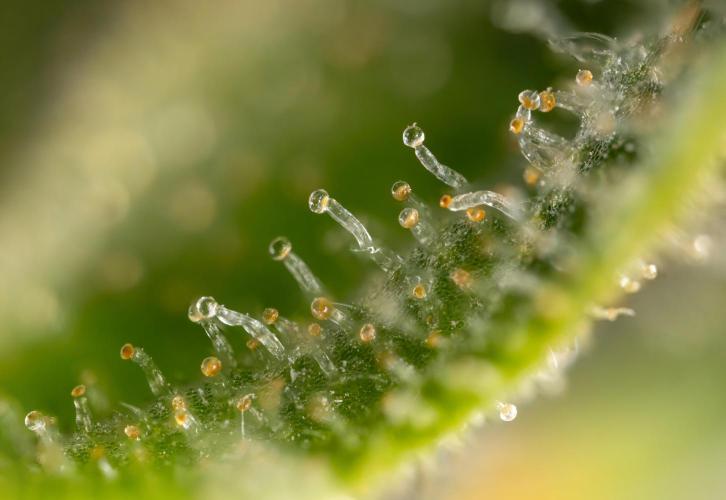 Blueberry Crumble 🔵 Auto - Z x B&B. Week 9 - Blueberry Crumbe #1 - Micro Worlds 10x