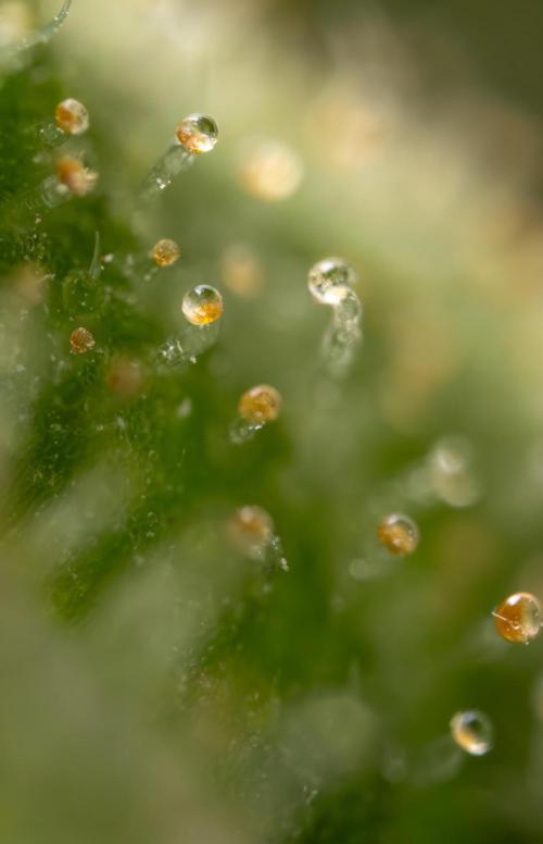 Blueberry Crumble 🔵 Auto - Z x B&B. Week 9 - Blueberry Crumbe #1 - Micro Worlds 10x