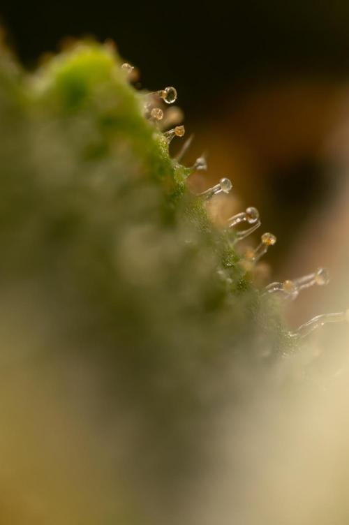 Blueberry Crumble 🔵 Auto - Z x B&B. Week 9 - Blueberry Crumbe #1 - Micro Worlds 10x