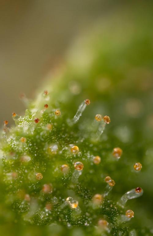 Blueberry Crumble 🔵 Auto - Z x B&B. Week 9 - Blueberry Crumbe #1 - Micro Worlds 10x