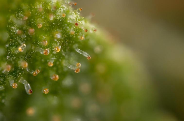 Blueberry Crumble 🔵 Auto - Z x B&B. Week 9 - Blueberry Crumbe #1 - Micro Worlds 10x