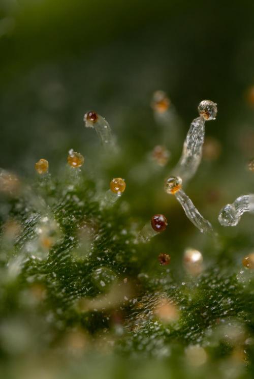 Blueberry Crumble 🔵 Auto - Z x B&B. Week 9 - Blueberry Crumbe #1 - Micro Worlds 10x