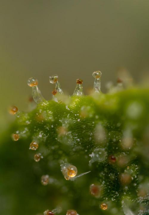 Blueberry Crumble 🔵 Auto - Z x B&B. Week 9 - Blueberry Crumbe #1 - Micro Worlds 10x