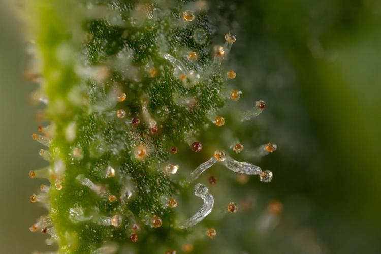 Blueberry Crumble 🔵 Auto - Z x B&B. Week 9 - Blueberry Crumbe #1 - Micro Worlds 10x