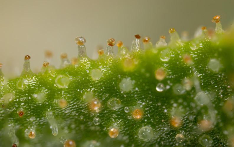 Blueberry Crumble 🔵 Auto - Z x B&B. Week 9 - Blueberry Crumbe #1 - Micro Worlds 10x
