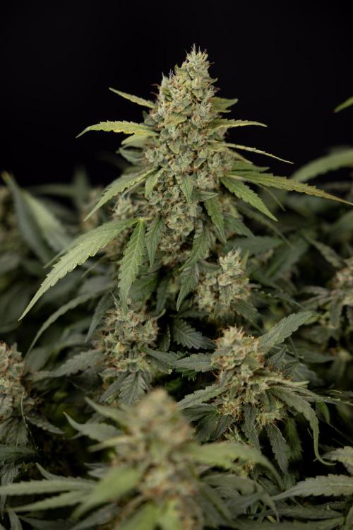 Blueberry Crumble 🔵 Auto - Z x B&B. Week 9 - Blueberry Crumbe #1 - Harvest Day
