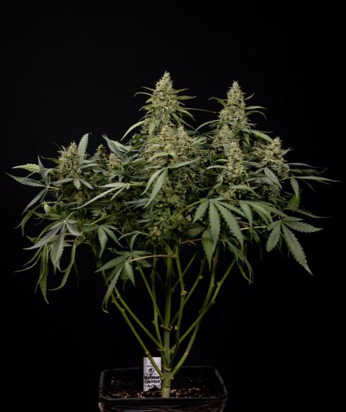 Blueberry Crumble 🔵 Auto - Z x B&B. Week 9 - Blueberry Crumbe #1 - Macro Worlds