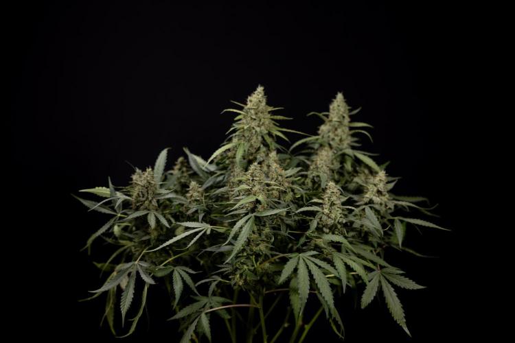 Blueberry Crumble 🔵 Auto - Z x B&B. Week 9 - Blueberry Crumbe #1 - Harvest Day