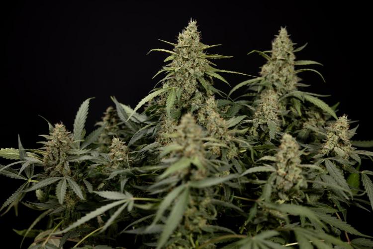 Blueberry Crumble 🔵 Auto - Z x B&B. Week 9 - Blueberry Crumbe #1 - Harvest Day