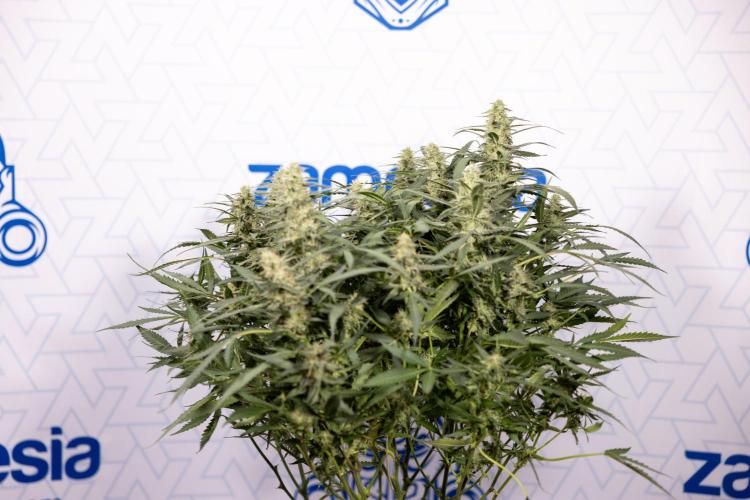 Blueberry Crumble 🔵 Auto - Z x B&B. Week 8 - Blueberry Crumble Auto #2 - Topping