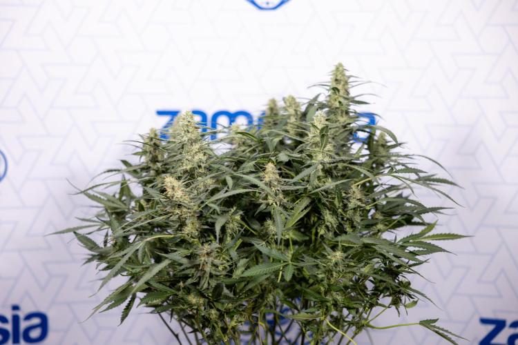 Blueberry Crumble 🔵 Auto - Z x B&B. Week 8 - Blueberry Crumble Auto #2 - Topping