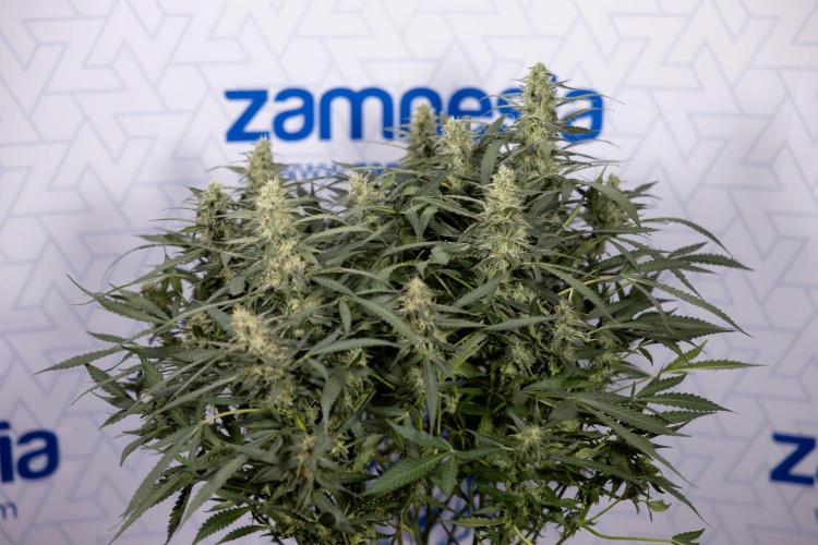 Blueberry Crumble 🔵 Auto - Z x B&B. Week 8 - Blueberry Crumble Auto #2 - Topping