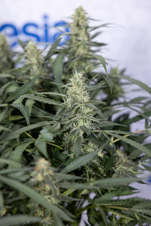 Blueberry Crumble 🔵 Auto - Z x B&B. Week 8 - Blueberry Crumble Auto #2 - Topping