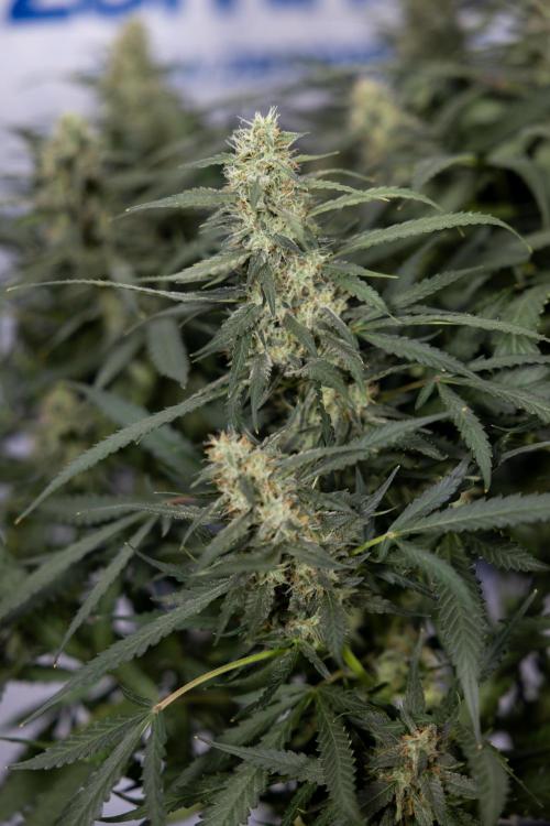 Blueberry Crumble 🔵 Auto - Z x B&B. Week 8 - Blueberry Crumble Auto #2 - Topping