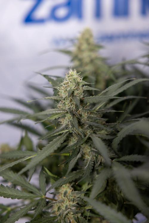 Blueberry Crumble 🔵 Auto - Z x B&B. Week 8 - Blueberry Crumble Auto #2 - Topping