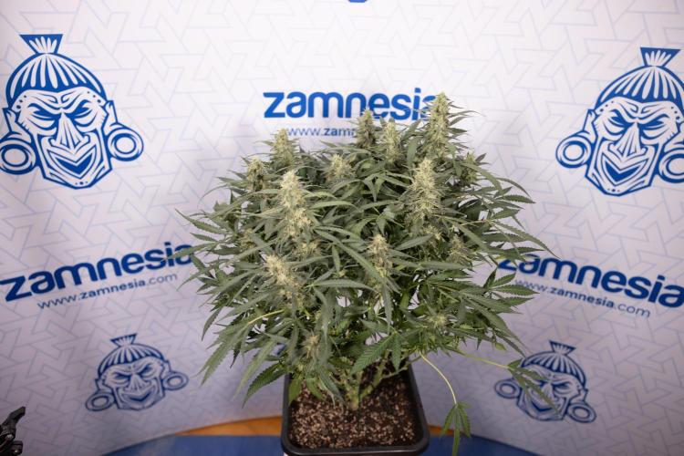 Blueberry Crumble 🔵 Auto - Z x B&B. Week 8 - Blueberry Crumble Auto #2 - Topping