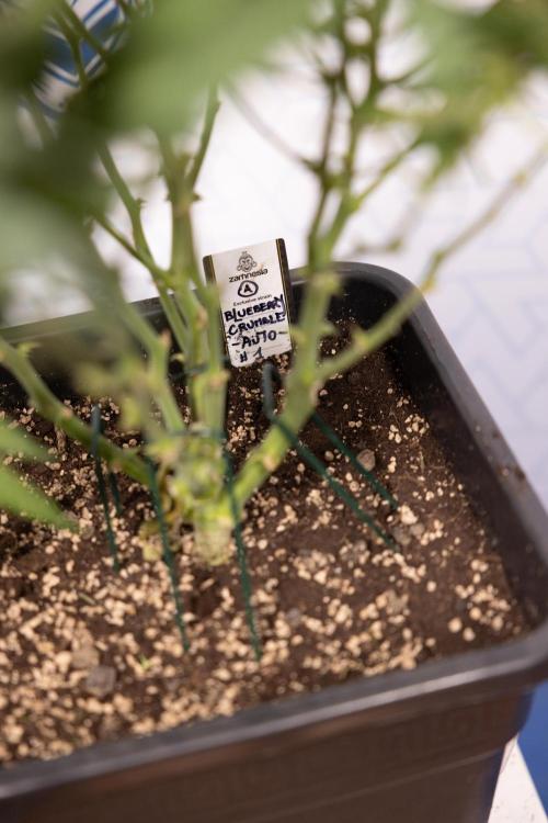 Blueberry Crumble 🔵 Auto - Z x B&B. Week 8 - Blueberry Crumble Auto #2 - Topping