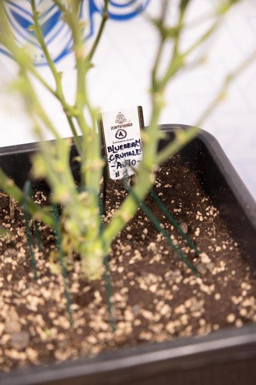 Blueberry Crumble 🔵 Auto - Z x B&B. Week 8 - Blueberry Crumble Auto #2 - Topping