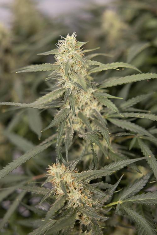 Blueberry Crumble 🔵 Auto - Z x B&B. Week 8 - Blueberry Crumble Auto #2 - Topping