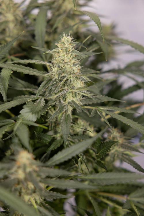 Blueberry Crumble 🔵 Auto - Z x B&B. Week 8 - Blueberry Crumble Auto #2 - Topping