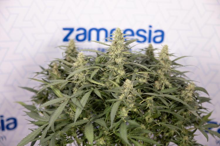 Blueberry Crumble 🔵 Auto - Z x B&B. Week 8 - Blueberry Crumble Auto #2 - Topping