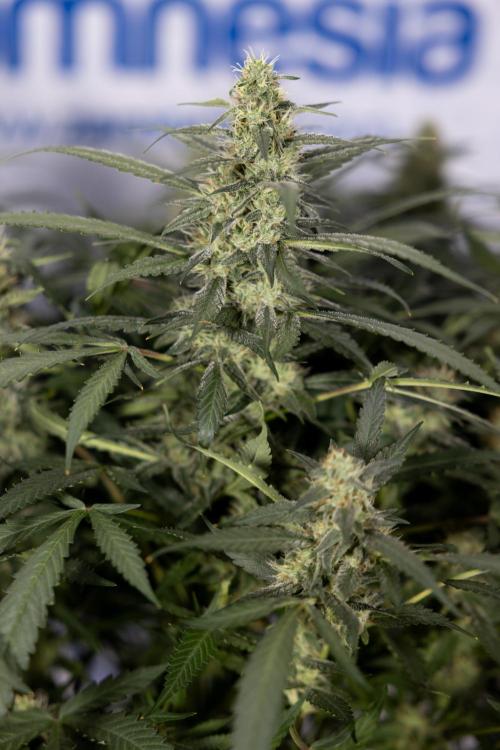 Blueberry Crumble 🔵 Auto - Z x B&B. Week 8 - Blueberry Crumble Auto #2 - Topping