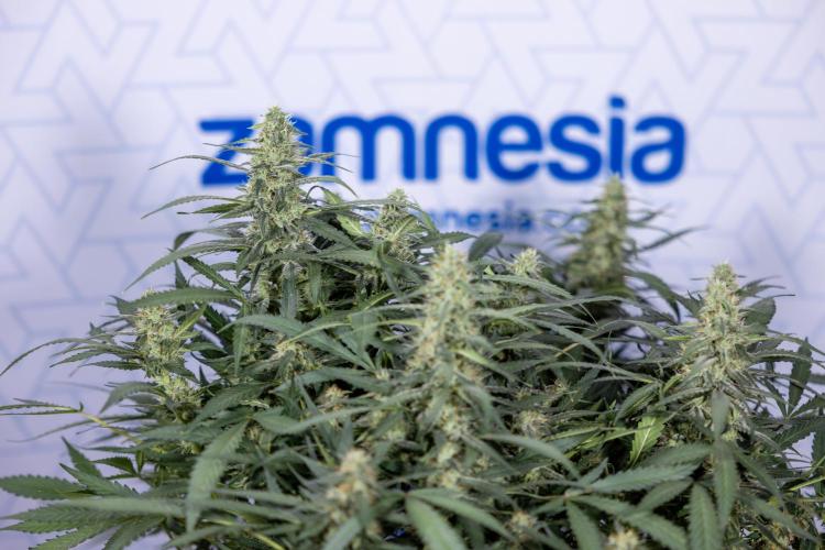Blueberry Crumble 🔵 Auto - Z x B&B. Week 8 - Blueberry Crumble Auto #2 - Topping