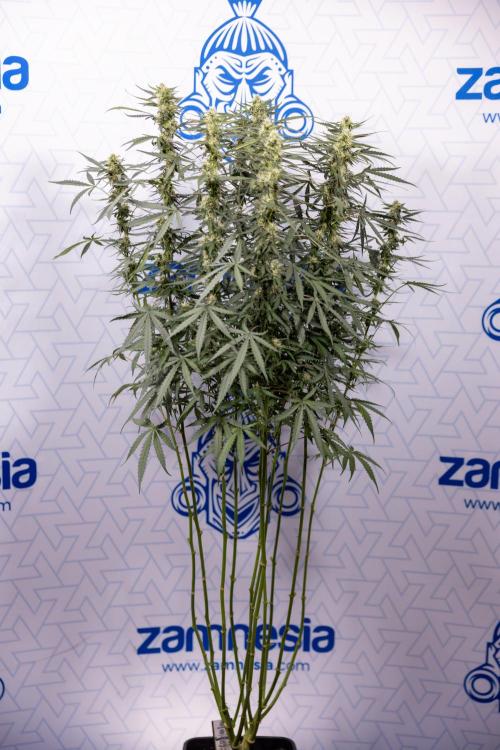 Godfather OG ✞ Auto - Zamnesia x B&B. Week 8 - Godfather OG #2 - Main Lining