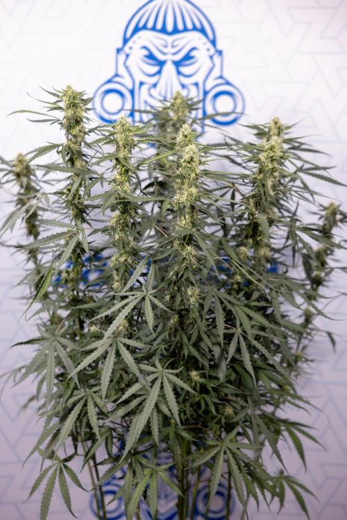 Godfather OG ✞ Auto - Zamnesia x B&B. Week 8 - Godfather OG #2 - Main Lining