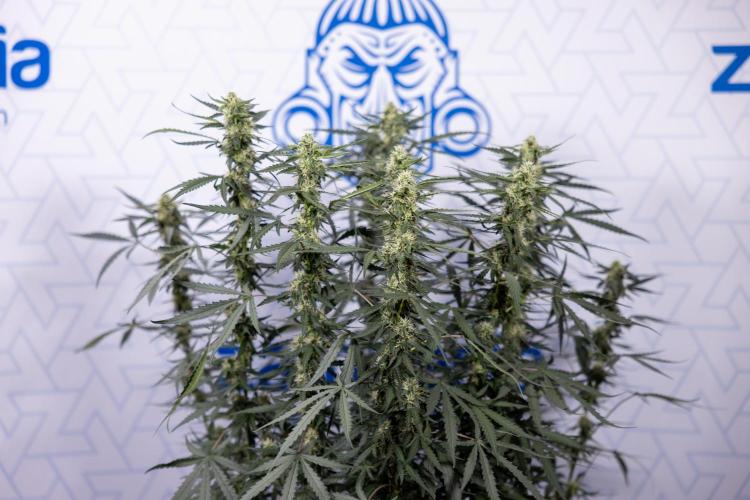 Godfather OG ✞ Auto - Zamnesia x B&B. Week 8 - Godfather OG #2 - Main Lining