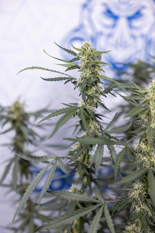 Godfather OG ✞ Auto - Zamnesia x B&B. Week 8 - Godfather OG #2 - Main Lining