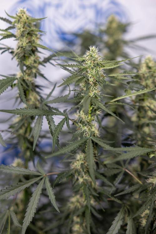 Godfather OG ✞ Auto - Zamnesia x B&B. Week 8 - Godfather OG #2 - Main Lining