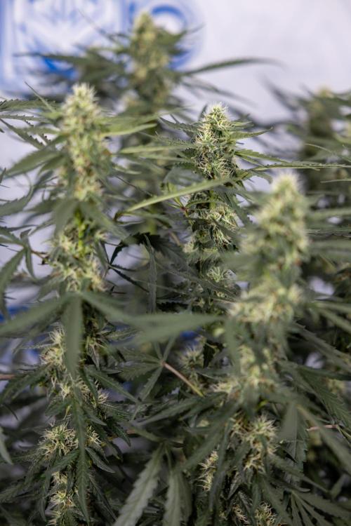 Godfather OG ✞ Auto - Zamnesia x B&B. Week 8 - Godfather OG #2 - Main Lining