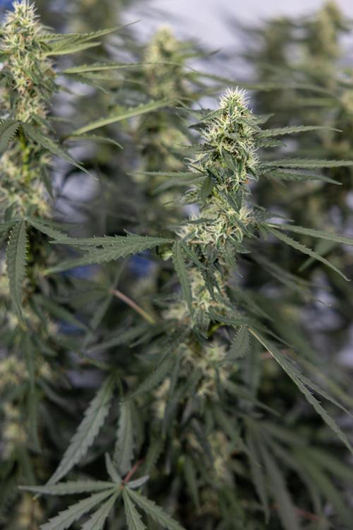Godfather OG ✞ Auto - Zamnesia x B&B. Week 8 - Godfather OG #2 - Main Lining