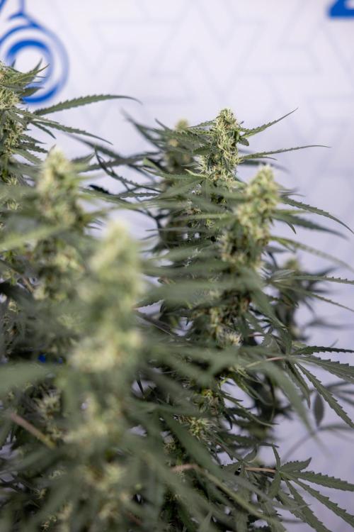 Godfather OG ✞ Auto - Zamnesia x B&B. Week 8 - Godfather OG #2 - Main Lining