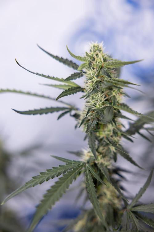 Godfather OG ✞ Auto - Zamnesia x B&B. Week 8 - Godfather OG #2 - Main Lining