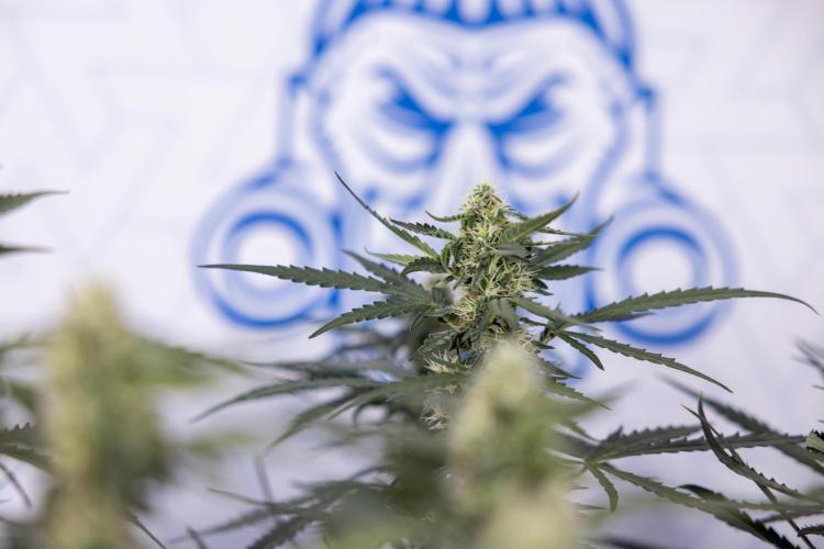 Godfather OG ✞ Auto - Zamnesia x B&B. Week 8 - Godfather OG #2 - Main Lining