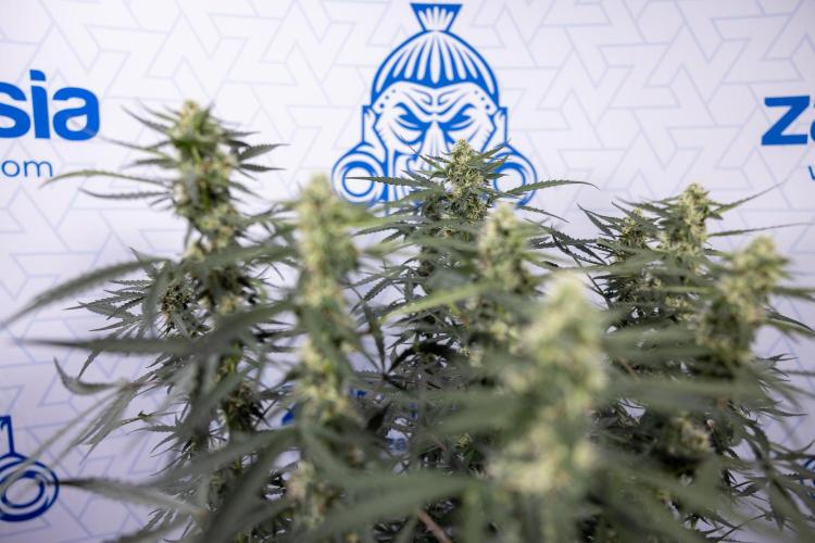 Godfather OG ✞ Auto - Zamnesia x B&B. Week 8 - Godfather OG #2 - Main Lining